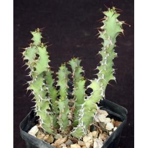 Euphorbia leontopoda (Carter 866) 4-inch pots