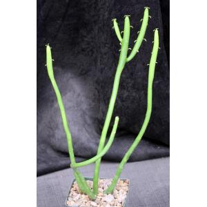 Euphorbia leucodendron ssp. leucodendron 4-inch pots