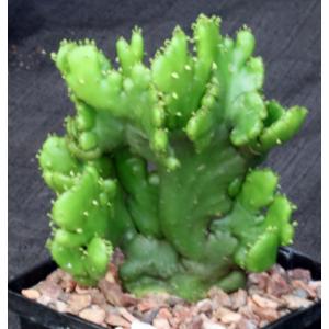 Euphorbia leucodendron (crest) 5-inch pots