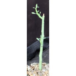 Euphorbia lignosa 4-inch pots