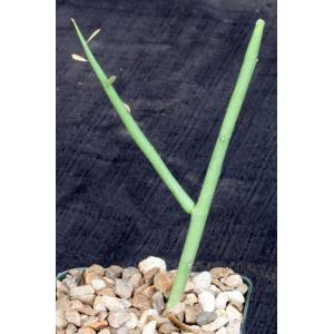 Euphorbia lignosa 4-inch pots