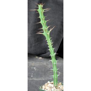 Euphorbia longispina 5-inch pots