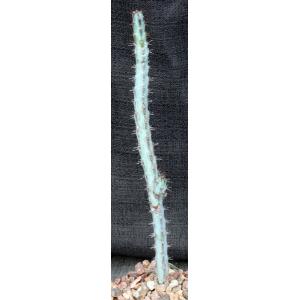 Euphorbia louwii 4-inch pots