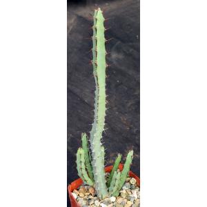 Euphorbia lydenburgensis 4-inch pots