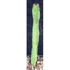 Euphorbia lyttoniana 4-inch pots