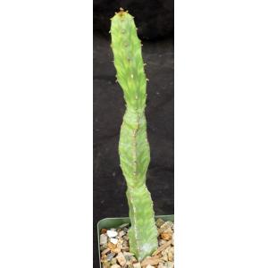 Euphorbia lyttoniana 4-inch pots