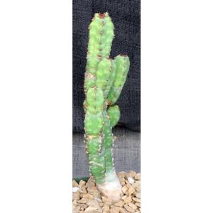 Euphorbia lyttoniana 4-inch pots