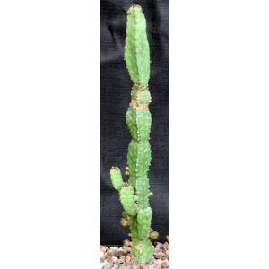 Euphorbia lyttoniana 5-inch pots
