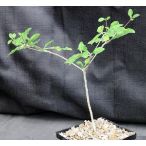 Euphorbia mahabobokensis 3-inch pots