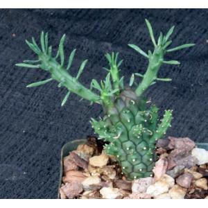 Euphorbia maleolens 4-inch pots