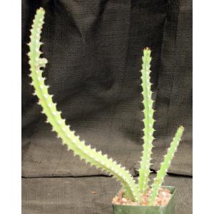 Euphorbia malevola 4-inch pots