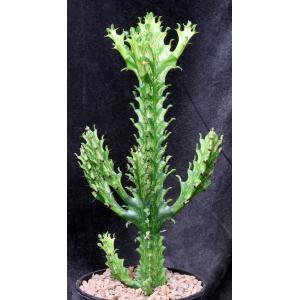 Euphorbia mayuranathani (variegated) one-gallon pots