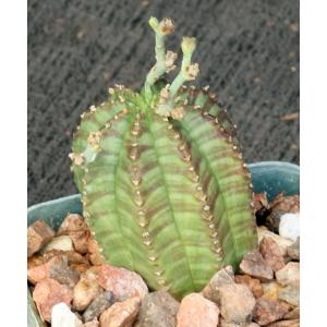 Euphorbia meloformis (GM 223B) 2-inch pots