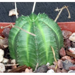 Euphorbia meloformis (GM 223B) 4-inch pots