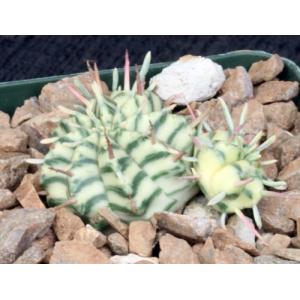 Euphorbia meloformis (variegate 3-inch pots