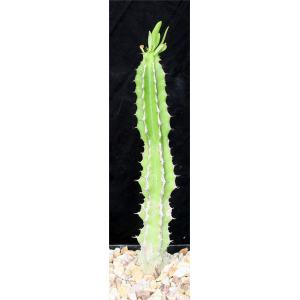 Euphorbia memoralis 5-inch pots