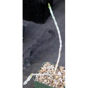 Euphorbia meridionalis 4-inch pots