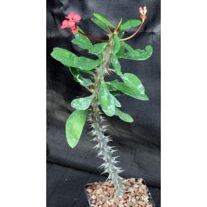 Euphorbia milii var. milii 5-inch pots