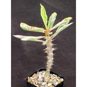 Euphorbia milii cv Fireworks 2-inch pots