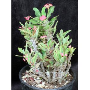 Euphorbia milii cv Fireworks one-gallon pots
