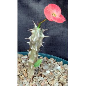 Euphorbia milii cv Thai Hybrid 8-inch pots