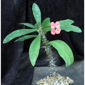 Euphorbia milii cv Red 4-inch pots