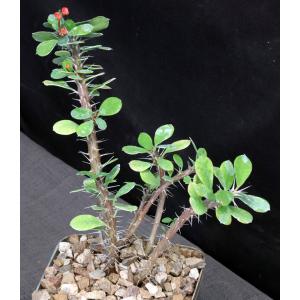 Euphorbia milii monstrose 5-inch pots