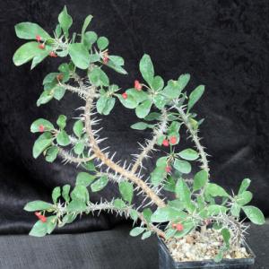 Euphorbia milii var. imperatae one-gallon pots