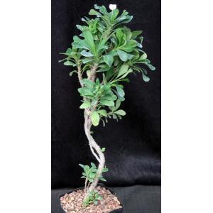 Euphorbia milii cv White Lightning one-gallon pots