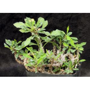 Euphorbia milii x decaryi one-gallon pots
