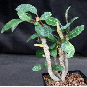Euphorbia millotii one-gallon pots