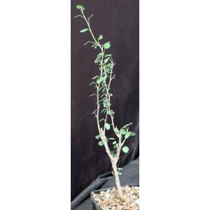 Euphorbia misera 5-inch pots