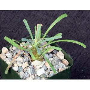 Euphorbia multifolia 2-inch pots