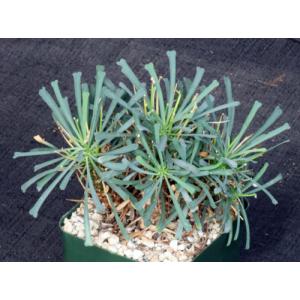 Euphorbia multifolia 4-inch pots