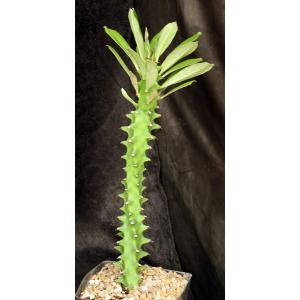 Euphorbia neriifolia one-gallon pots