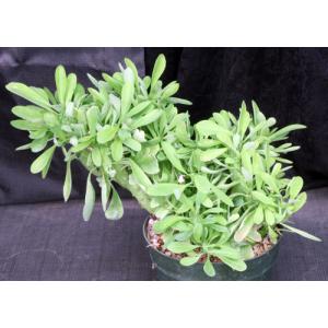 Euphorbia nivulea (crest) 8-inch pots
