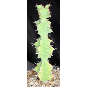 Euphorbia cactus var. tortirama hybrid one-gallon pots