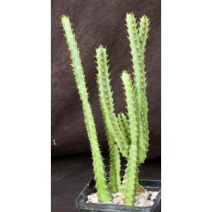 Euphorbia quadrilatera 5-inch pots