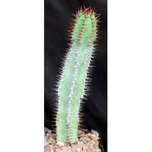 Euphorbia not virosa 5-inch pots