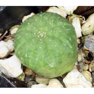 Euphorbia obesa 2-inch pots