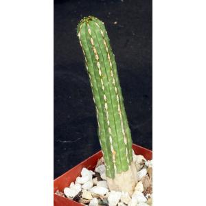 Euphorbia officinarum 4-inch pots