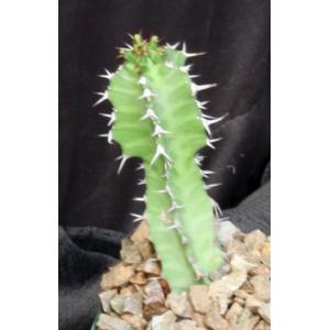 Euphorbia perangusta 4-inch pots