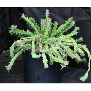 Euphorbia persistens 2-gallon pots