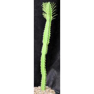 Euphorbia persistentifolia one-gallon pots