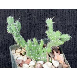 Euphorbia petricola (crest) 3-inch pots
