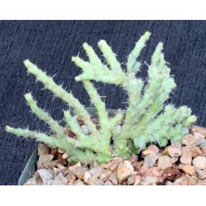 Euphorbia petricola (crest) 5-inch pots