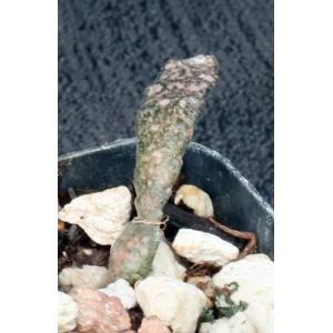 Euphorbia platyclada 2-inch pots