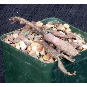 Euphorbia platyclada 4-inch pots
