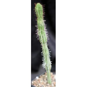Euphorbia polygona var. exilis 5-inch pots