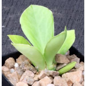 Euphorbia poisonii 2-inch pots